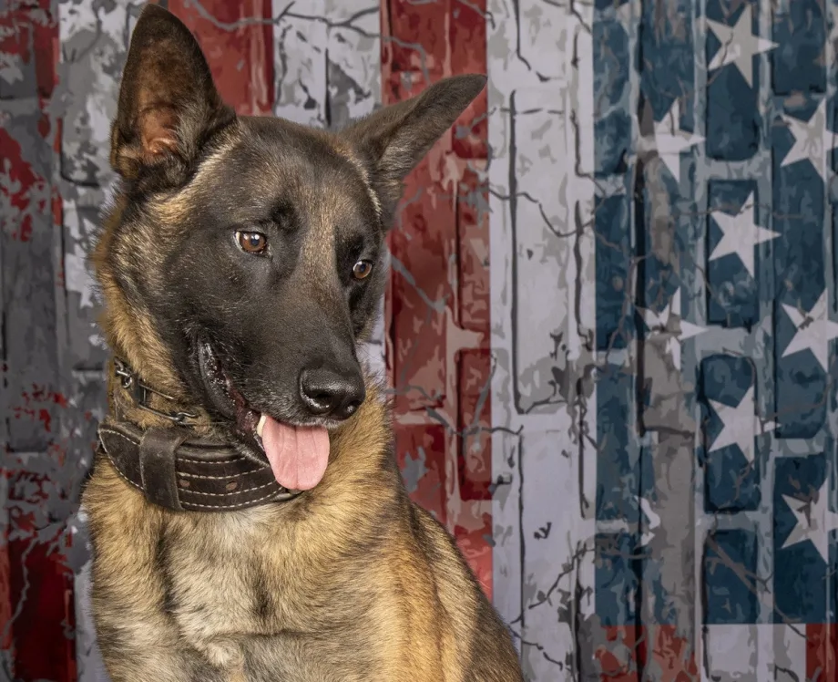 SC K-9 Struck and Killed During Pursuit