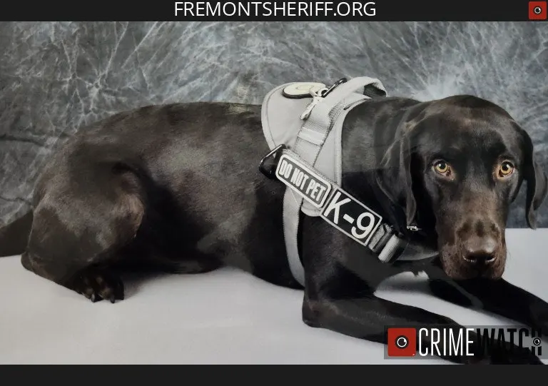 Missing Colorado K-9 Found Dead by Handler After Three Days
