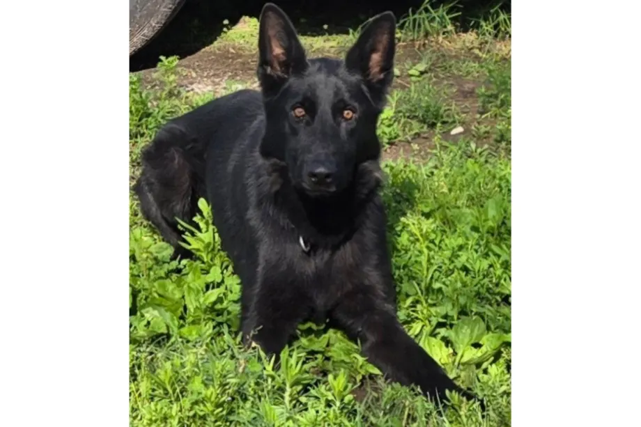 Missouri Sheriff’s K-9 Dies After Being Struck by Vehicle