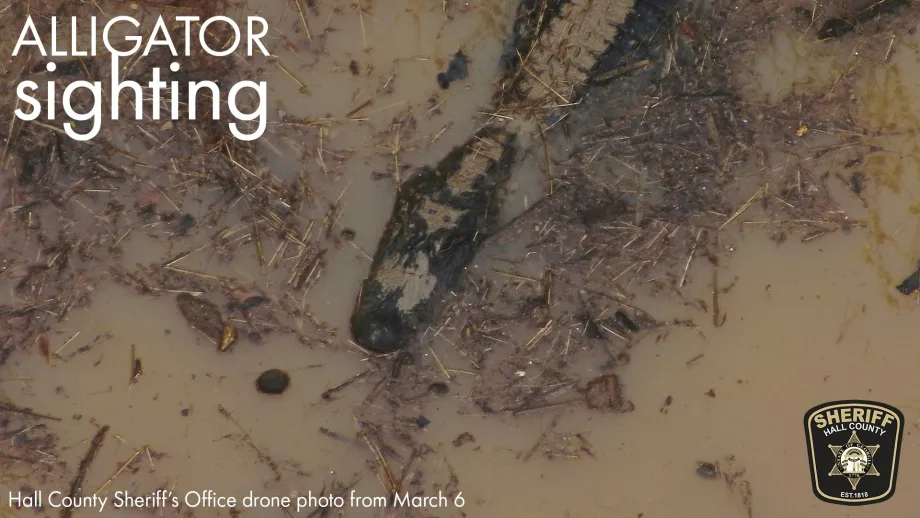North Georgia Deputy Charged by Alligator During K-9 Training