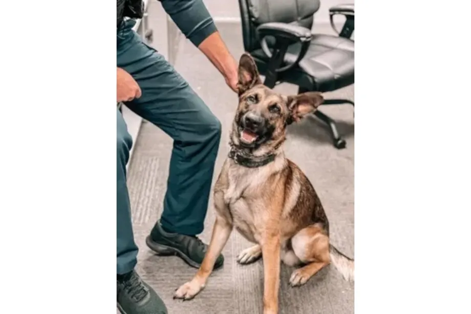 Indiana K-9 Choked, Eyes Gouged During Traffic Stop