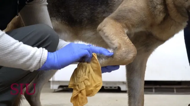 K9 Decontamination Matters