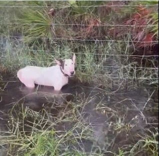 Florida Trooper Rescues Dog Left to Die in Hurricane