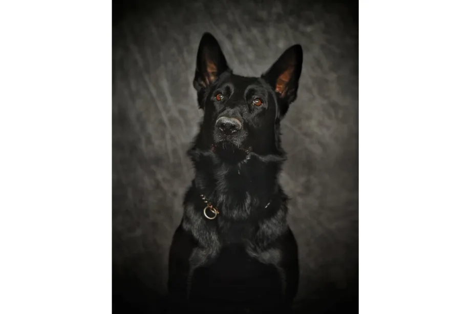 Ohio K-9 Killed, Officers Injured in Crash