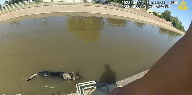 Arizona Officers Rescue Dog from Canal