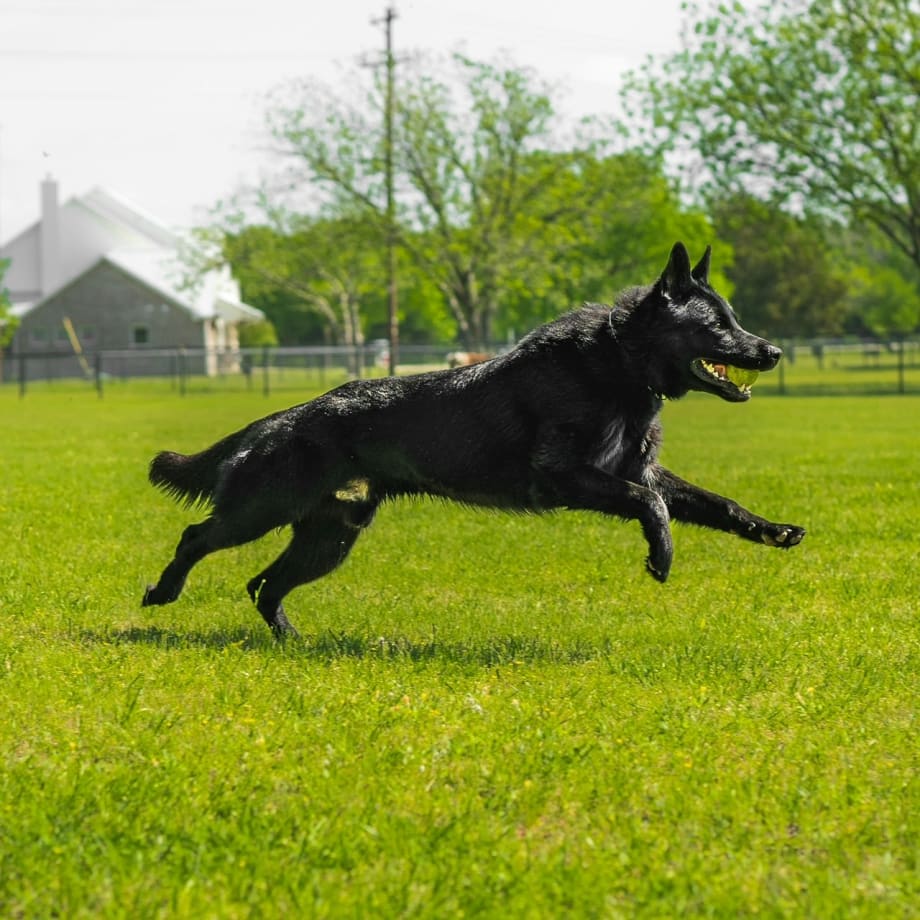 Pick Your Partner: K9 Selection
