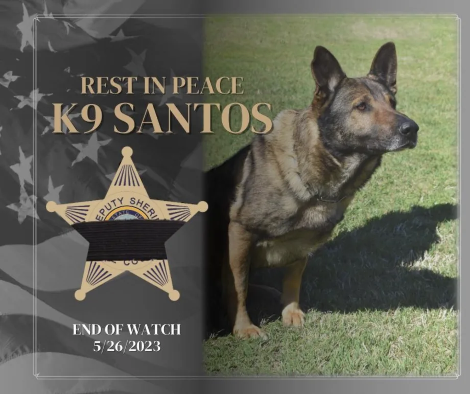 NC Sheriff’s K-9 Accidentally Killed by Police Officer