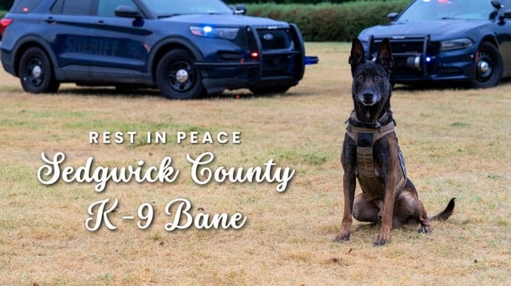 Kansas Sheriff’s K-9 Killed in Struggle with Suspect