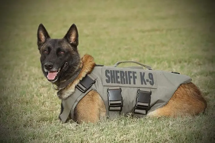 Texas Man Gets Life Sentence for Killing K-9