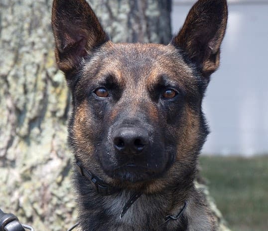 CBP K-9 Helped Take Down Escaped Pennsylvania Murderer