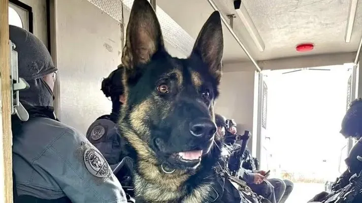 Canadian K-9 Shot and Killed During Arrest