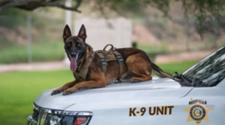 Arizona Sheriff’s K-9 Fatally Stabbed During Search for Suspect