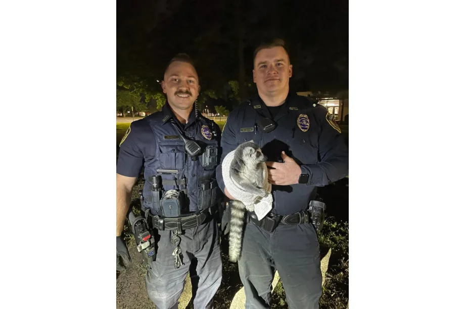 MO Officers Chase Down, Capture Escaped Lemur