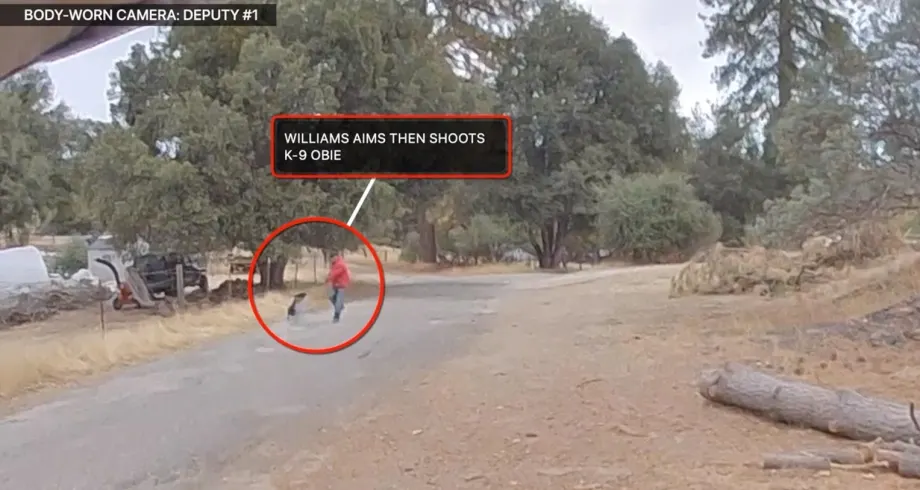 California Man Shot by Deputies After He Blasted K-9 with Shotgun