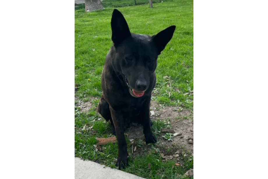Missing Iowa Police Dog Found Dead in Pond