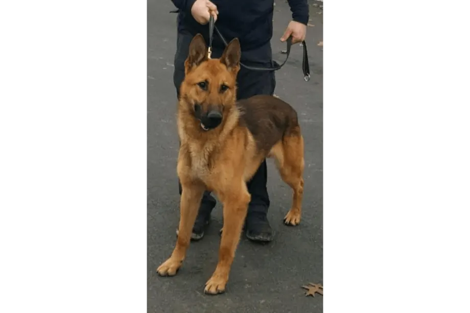 NY K-9 Stabbed 12 Times, Critically Wounded