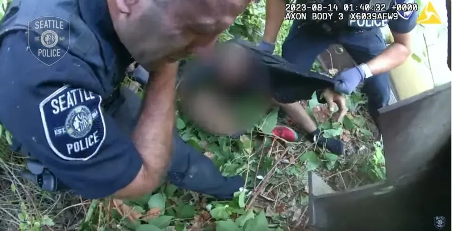 Seattle Officers Stung by Wasps During Arrest of Carjacking Suspect