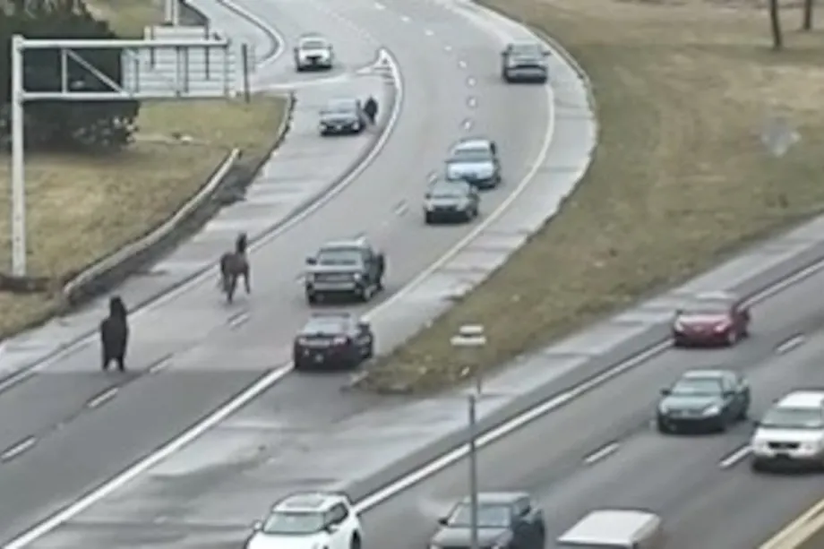 Escaped Cleveland Police Horses Stop Traffic on I-90