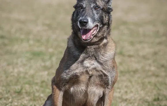 Belgian Malinois dog sitting outdoors with mouth open and alert expression