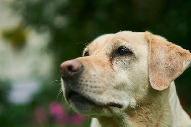 Homegrown Detection Dogs
