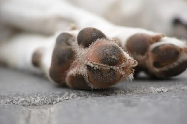 7 Steps to Healthier K9 Paws