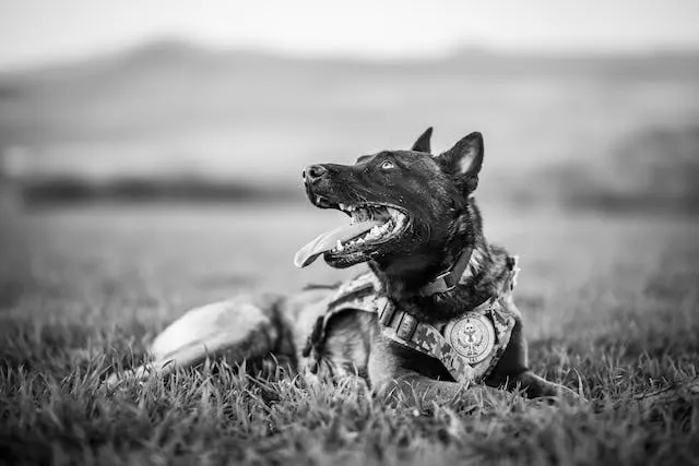 CA: Legislature to Vote on Restricting Police K-9 Use