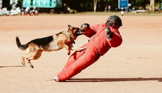 Essential Police K9 Equipment