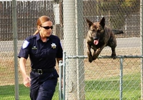 5 Tips for Joining a K-9 Unit