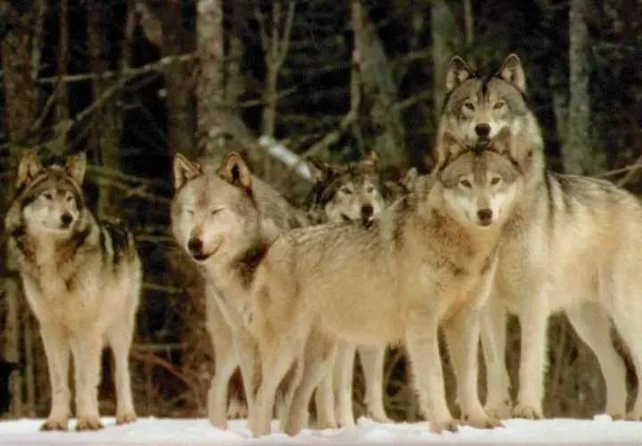 The Wolf Pack Mentality