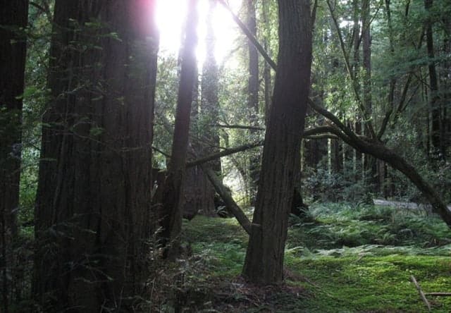 Grueling Searches: The Mendocino Manhunt
