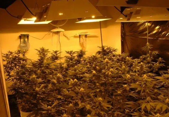 Carcinogenic Cannabis