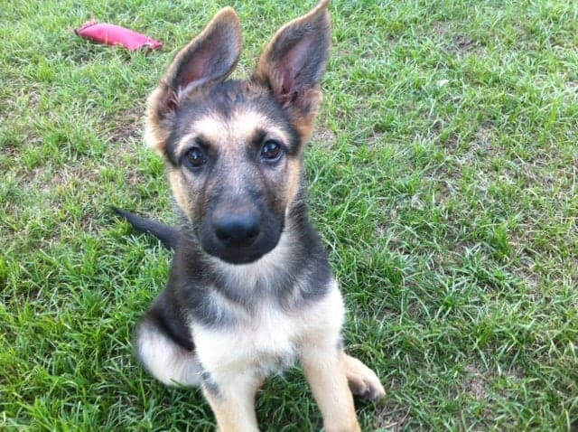 A Blog About Dogs