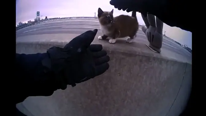 7 Tips for Safely Dealing with Animals on Patrol