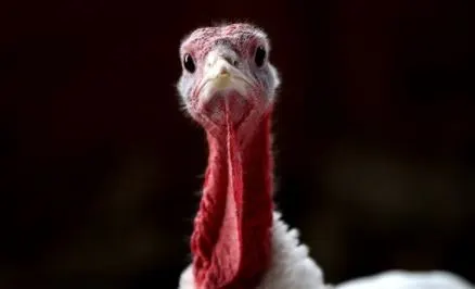 On Thanksgiving, Have a Healthy Heaping of Happy (Not a Holiday Headache)