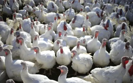 Enforcement of COVID-19 Restrictions, Thanksgiving Gatherings, and Common Sense