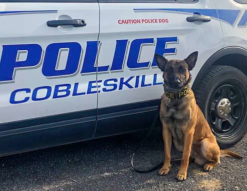 Protection for Police Dogs